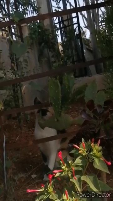 Love and cactus🌵любовь и кактус смотреть онлайн