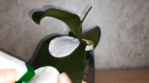 Восстановим тургор листьев у орхидеи?