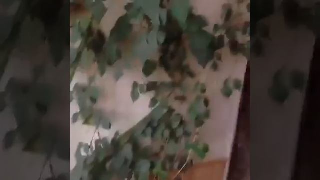 Когда попросили полить цветы Vine by gDen смотреть онлайн