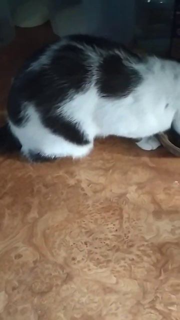 Василий Василёк смотреть онлайн