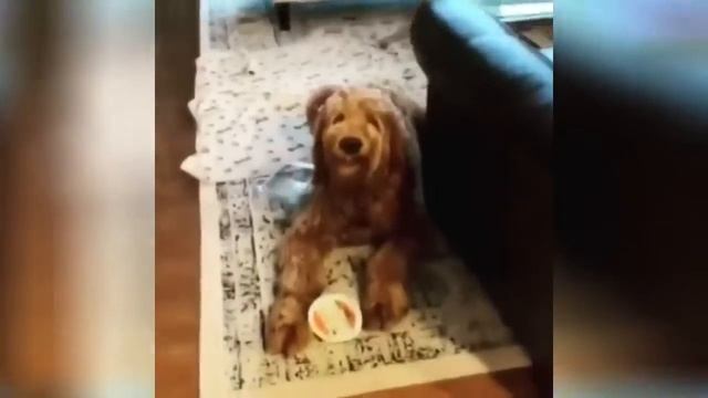 Я РЖАЛ ПОЛ ЧАСА СМЕШНЫЕ ЖИВОТНЫЕ , КОТЫ СОБАКИ И ДРУГИЕ ПРИКОЛЫ смотреть онлайн