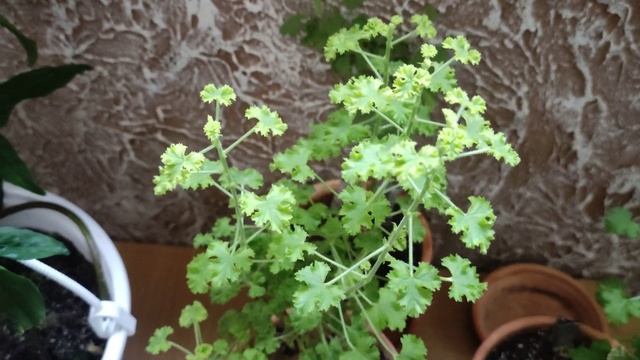 16 сентября 2023г, 2й обзор душистых пеларгоний смотреть онлайн