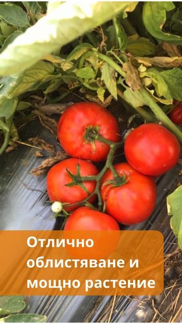 🍅 #домат Бобкат от Момчил Банчев смотреть онлайн