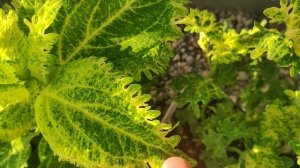 Потрясающие колеусы теперь в моей коллекции. Обзор с н