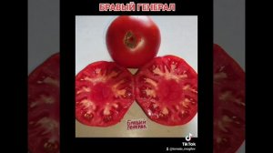 Созрели первыми  ! Обзор томатов Бравый генерал и Золо?