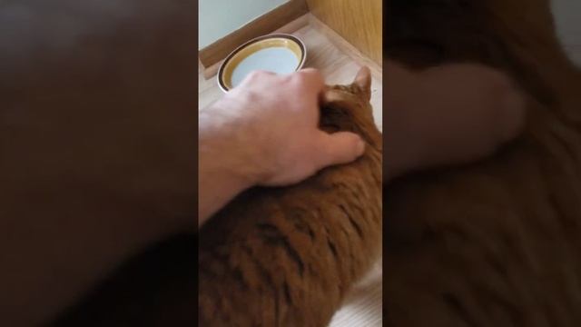 Кошка не ест, пока её не гладят. смотреть онлайн