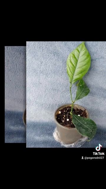 Цитрус Лимон 🍋 цена 250 гривен! Бронь в вайбер 0996782355 #ли смотреть онлайн