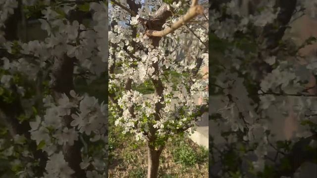 Вот так красиво цветёт ТКЕМАЛИ 🌼Готовят из него саце?