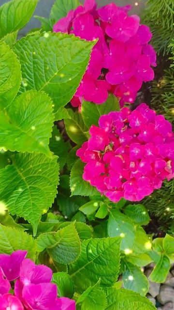 Гортензия крупнолистная Мася #Hydrangea macrophylla Masja #hydrangea #г? смотреть онлайн