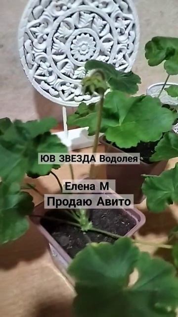 ЮВ ЗВЕЗДА 🌟 Водолея смотреть онлайн