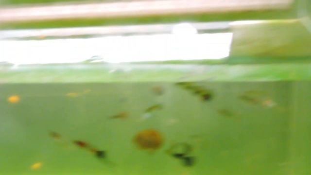 Николаевские голуби и рыбки Виктора(2). смотреть онлайн