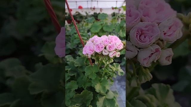 ЮВ Дайнерис