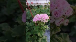 ЮВ Дайнерис