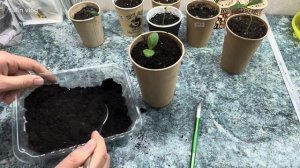 Что делать, если вытянулась рассада огурцов?