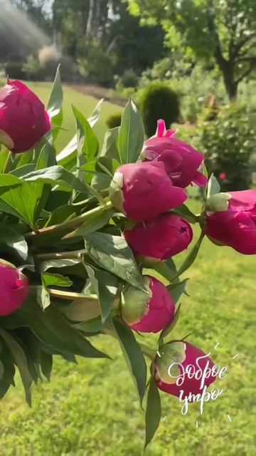 Пион Аdolphe Rousseau (Адольф Руссо) 🌸💖🌸 #flowers #пион #цветы #p смотреть онлайн