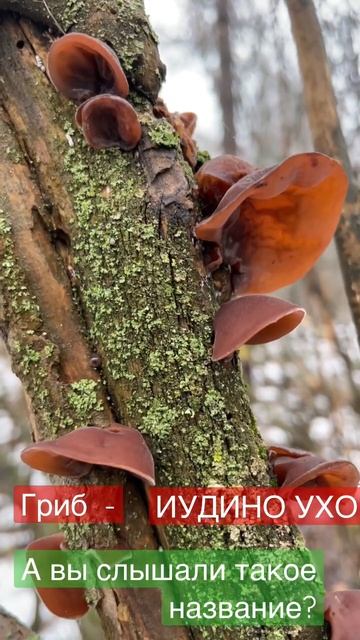 Будем есть УШИ? 😀 #грибы #грибы2022 #съедобныегрибы смотреть онлайн