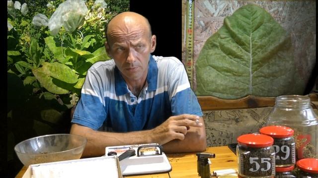 Дегустация сорта Burley 38 смотреть онлайн