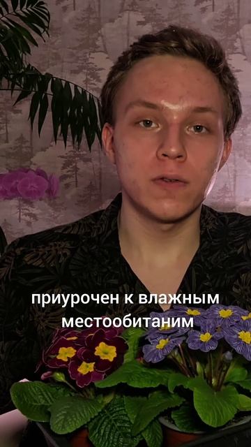 Как поливать примулу? #примула #весна смотреть онлайн