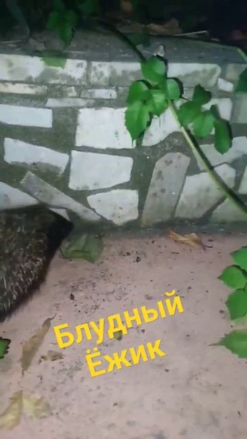 блудный ёжик на берегу черного моря.the prodigal hedgehog on the blac смотреть онлайн