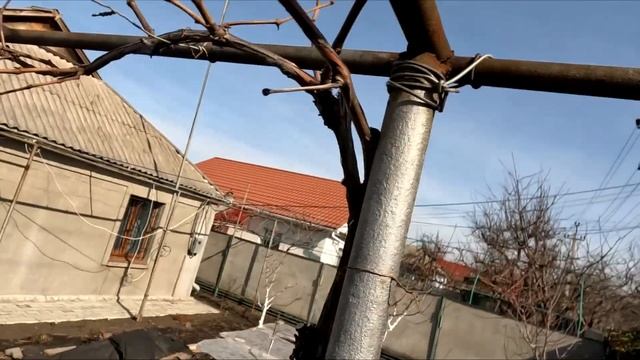 Как я обрезаю виноград сорта Лидия Изабелла розовая н?
