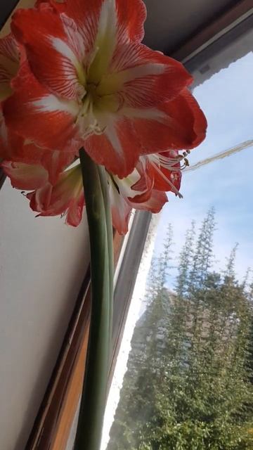 Цветок Гипеаструм (Gippeastrum). Видео с другого ракурса смотреть онлайн