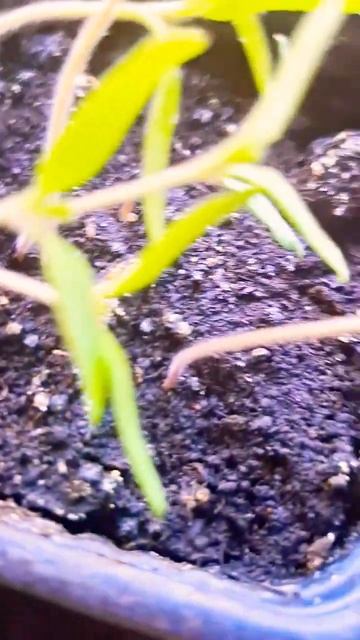 #петуния #перец #помидоры #капуста #ромашка смотреть онлайн