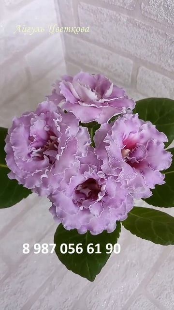 #глоксиния #геснериевые #глоксиниипочтой #купитьглокс смотреть онлайн