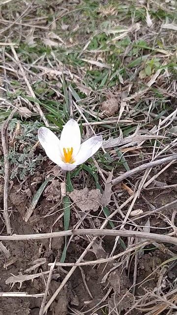 Подснежники 14 января 2024год. смотреть онлайн