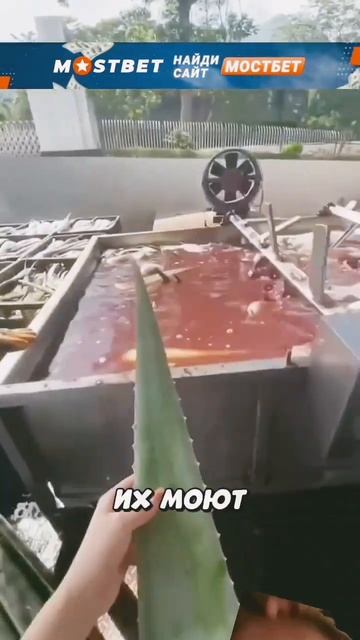 реакция + сбор Алое Веро #sports #рекомендации #юмор #новос смотреть онлайн