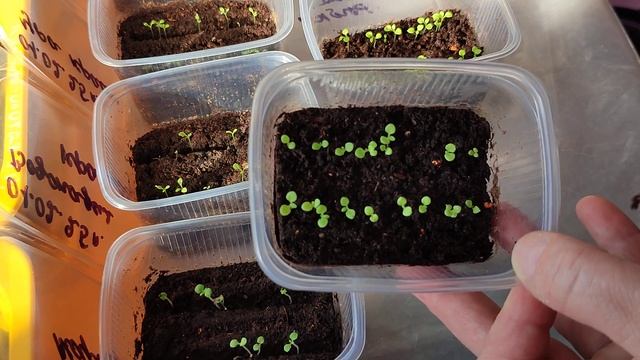 Подрастает петуния, что же делать🤔, чтобы она не вытя?