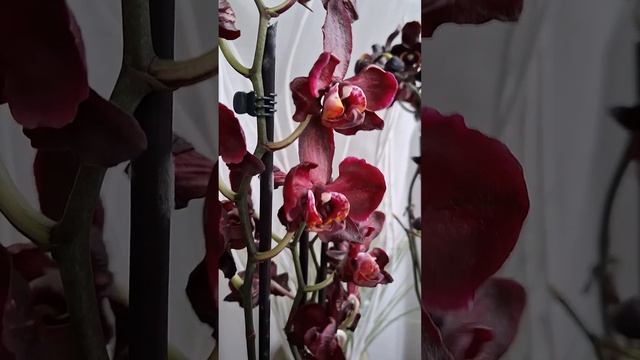 Чёрный лебедь смотреть онлайн
