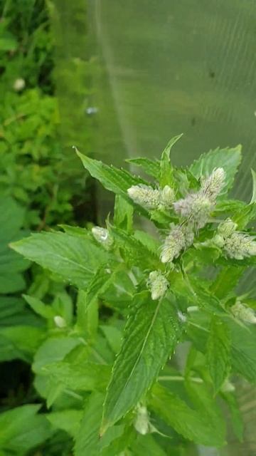 Medicinal herbs 6. Peppermint_Мята перечная смотреть онлайн