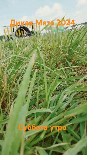 дикая мята 2024 смотреть онлайн