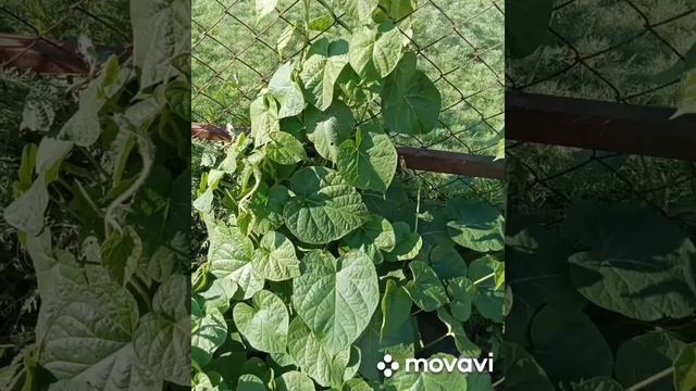Цветы вьюнки разновидные🌷 смотреть онлайн