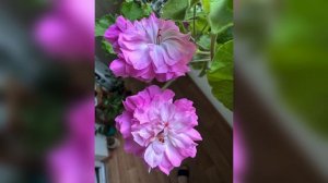 Пеларгония на прекрасном голубом Дунае