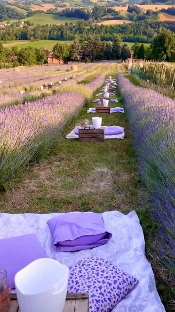 Самые красивые лавандовые поля через Takemyhearteverywhere.💜 И? смотреть онлайн