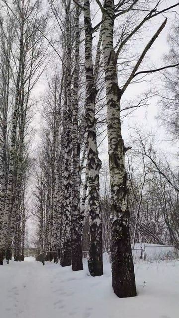 Красивые берёзы #зима #лес смотреть онлайн
