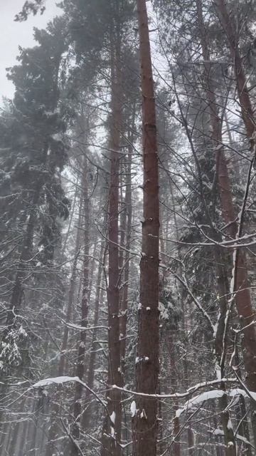 Прогулка в метель #forest #nature #snow #russia смотреть онлайн