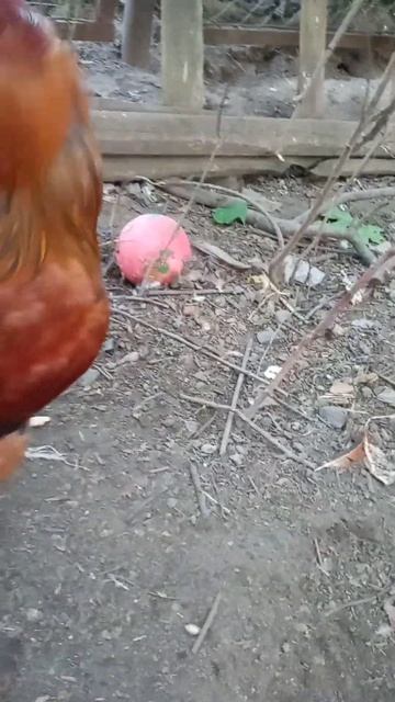 Главный в курятнике... смотреть онлайн