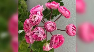 Пеларгония Ириол сударыня Зоя ; моя красота 😻