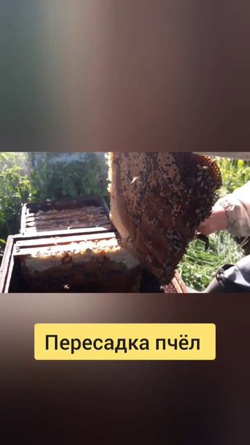 Пересадка пчёл #простоопчелах