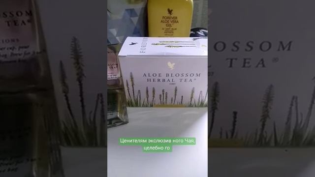 Цветки алоэ один раз в 4года.экзотик.пустынная лилия, л смотреть онлайн