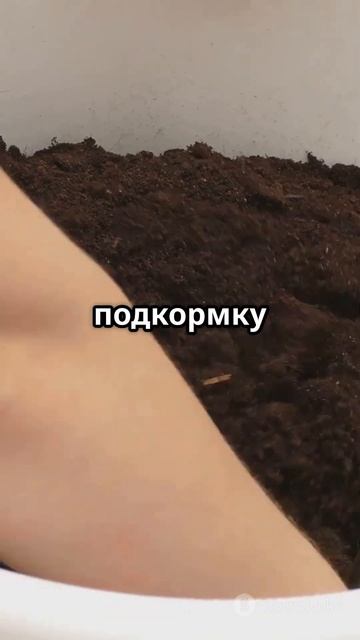 Как вырастить пионы из букета 🌸#выращиваниепионов #ц? смотреть онлайн