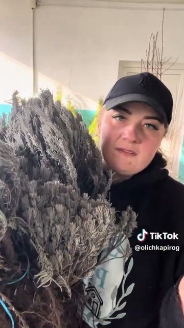 Лаванда сортова від розсадника SadOK Pirog смотреть онлайн