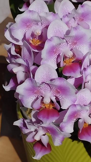 Пинк Дрим 🦋 смотреть онлайн