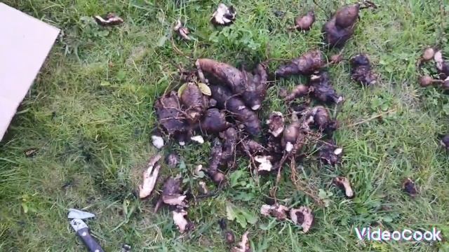 08.09.2024. Делю пионы, ранне цветущий и среднего срока цве? смотреть онлайн