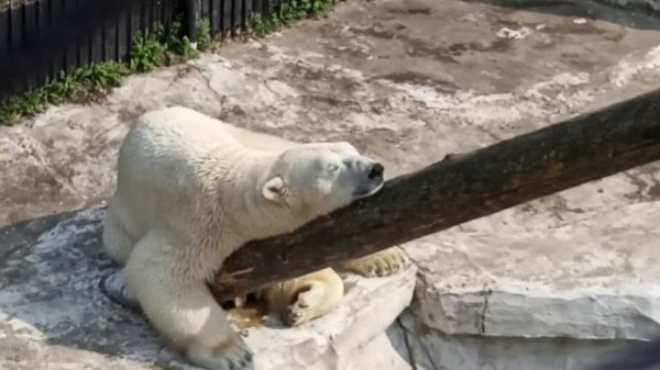 КАКАЯ БЕЗМЯТЕЖНОСТЬ