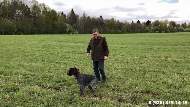 Дрессировка легавых собак