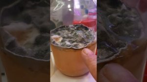 #триходерма  на водном растворе из закваски ТРИХОДЕРМ?