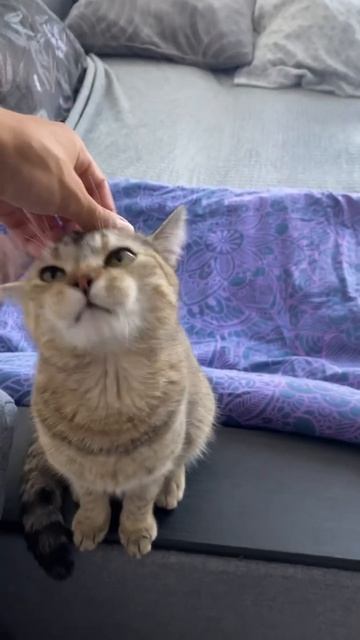 Кошка вредина не есть😡 смотреть онлайн